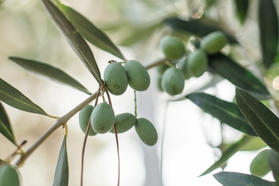 Cómo es una almazara de aceite de oliva jaen aove romero veder premium cosecha temprana