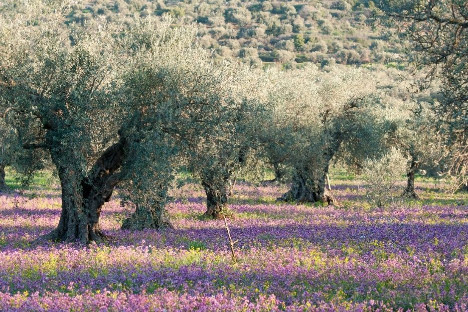 aceite de oliva ecologico aceite romero verde aove jaen bio organico ecologico