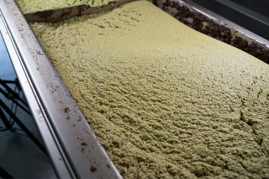 Qué es la molturación de la aceituna