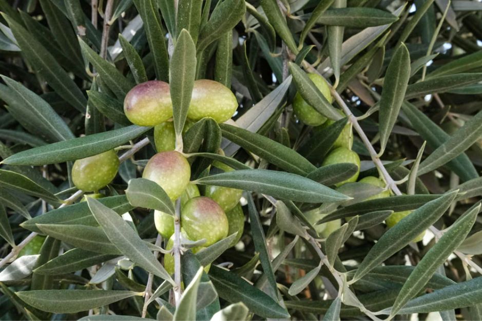 Aceite de Oliva Virgen Extra Royal